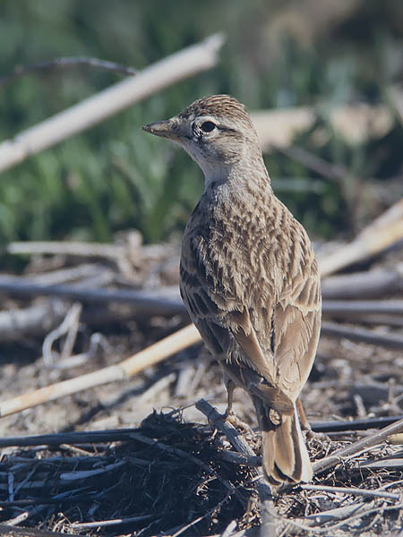 Lyhytvarvaskiuru, Greater Short-toed Lark, Calandrella brachydactyla